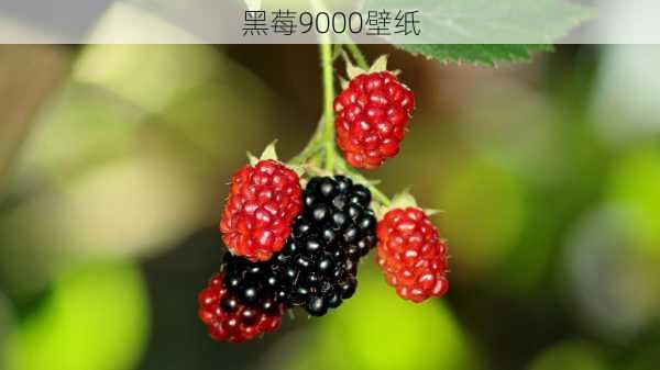 黑莓9000壁纸-第3张图片-模头数码科技网