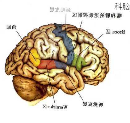 科脑-第1张图片-模头数码科技网